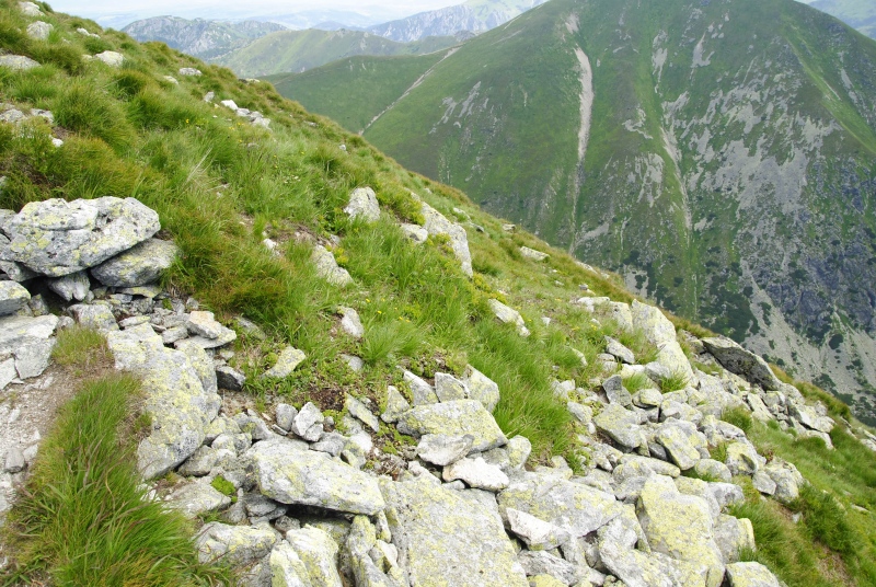 montanum ssp. carpathicum from Jakubina, Gipfel