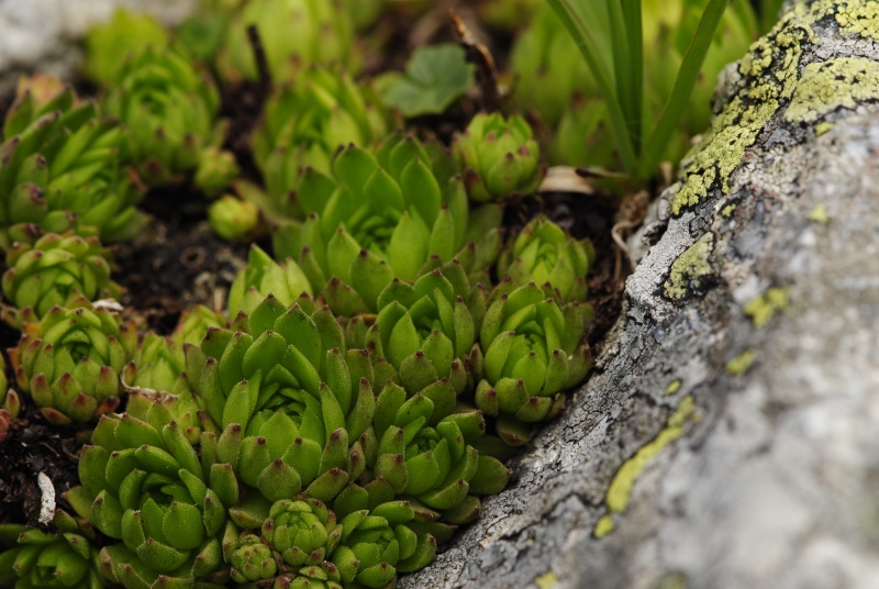 montanum ssp. carpathicum from Jakubina, Gipfel