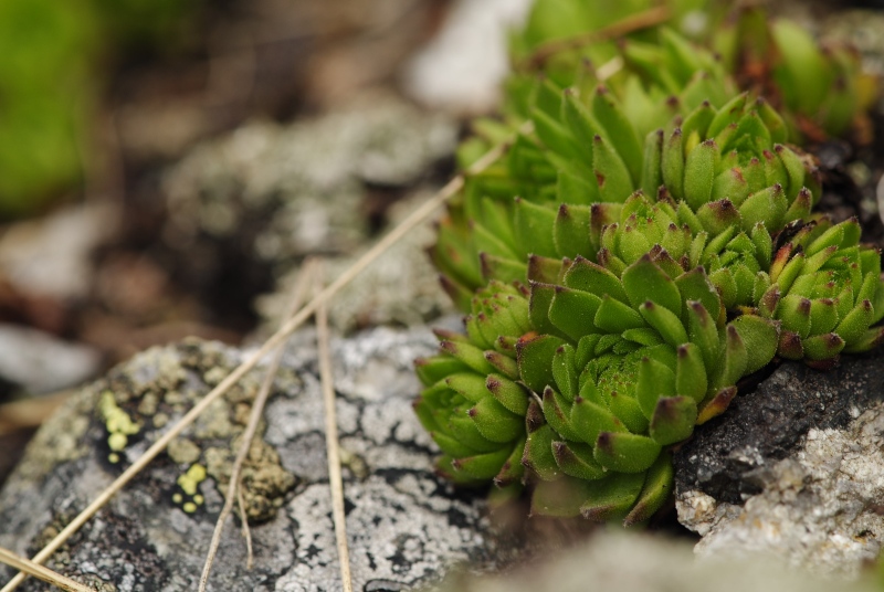 montanum ssp. carpathicum from Jakubina, Gipfel