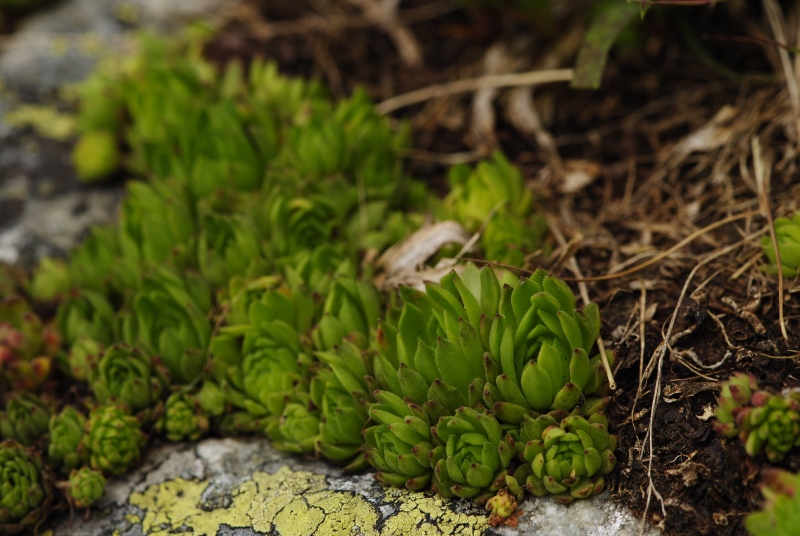 montanum ssp. carpathicum from Jakubina, Gipfel