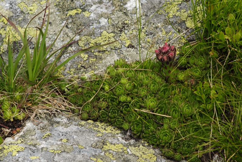 montanum ssp. carpathicum from Jakubina, Gipfel