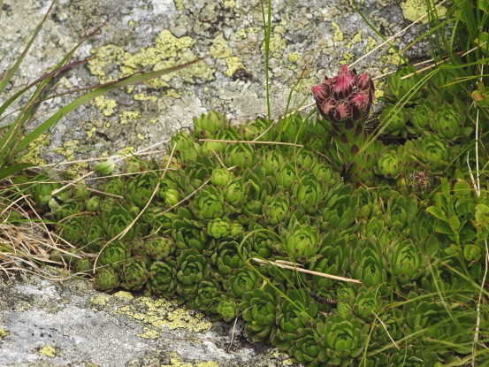 montanum ssp. carpathicum from Jakubina, Gipfel