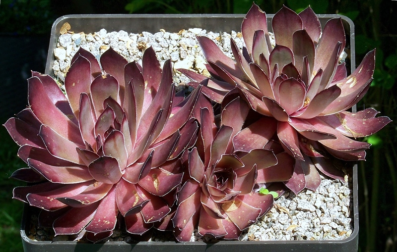 Franz