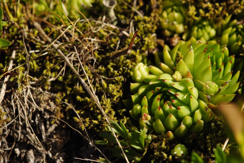 globiferum ssp. hirtum (preissianum) from Široká, S Abhang