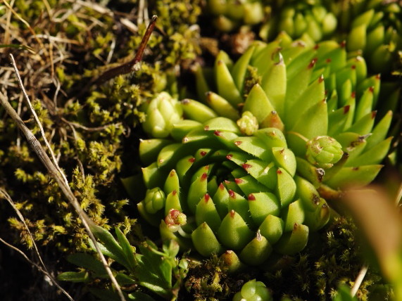 globiferum ssp. hirtum (preissianum) from Široká, S Abhang
