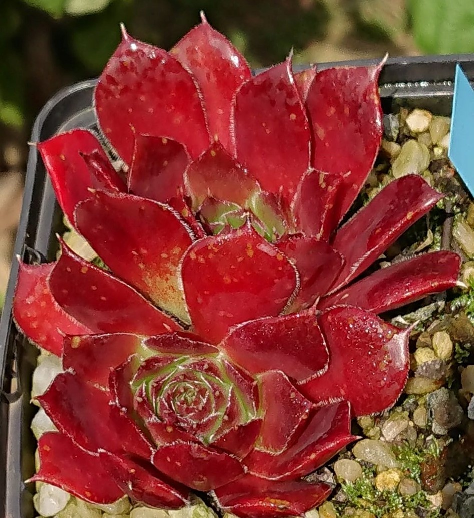 Dame de Coeur