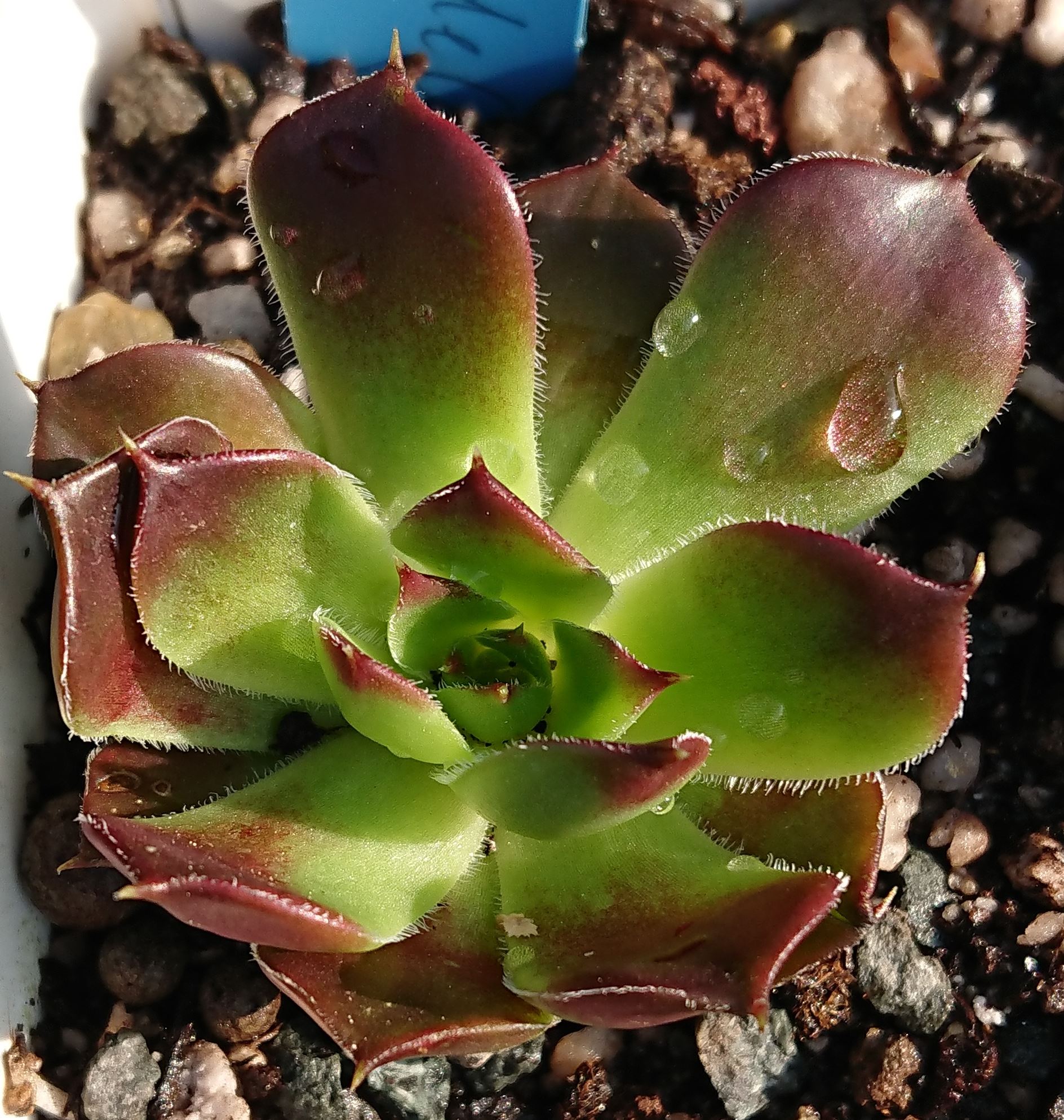 Dame de Coeur