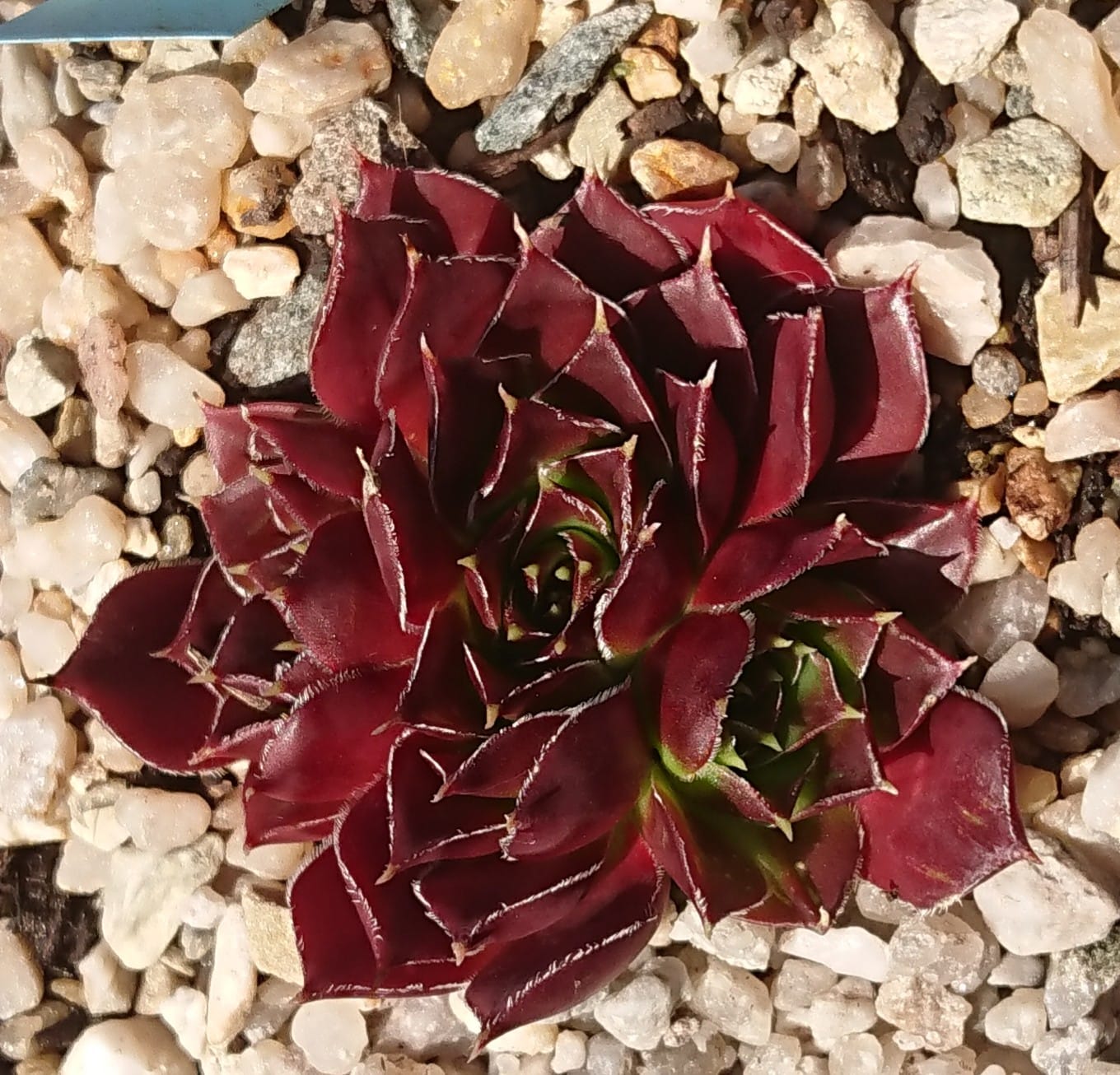 Dame de Coeur