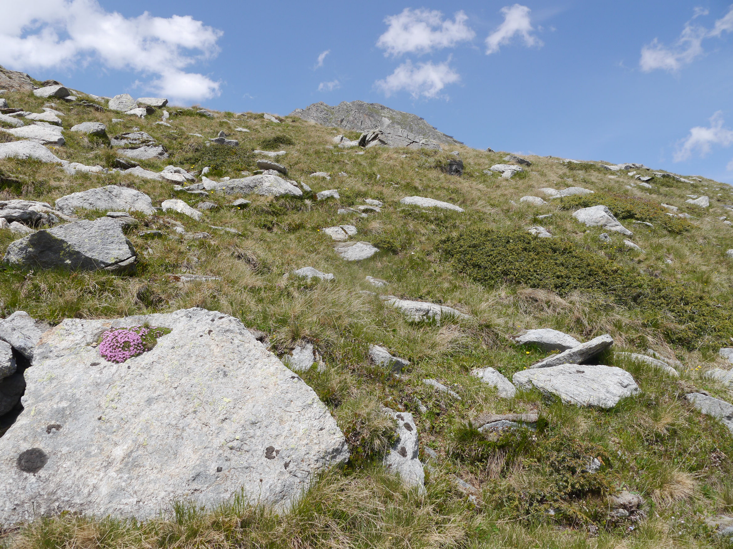 montanum from Rettenbachtal