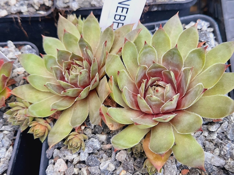 Pink Annebel