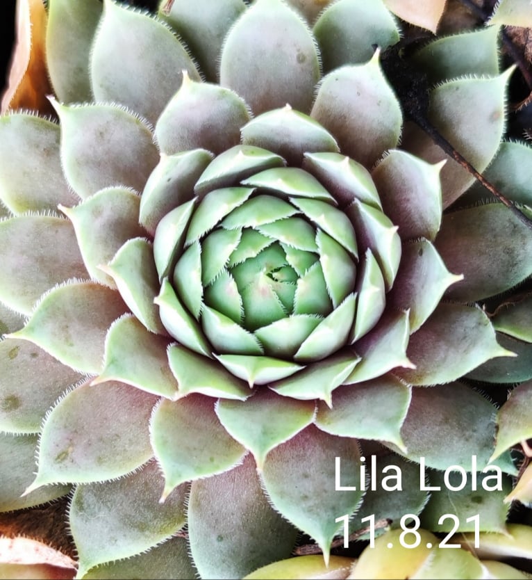 Lila Lola
