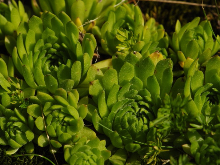 montanum ssp. carpathicum from Široká, S Abhang