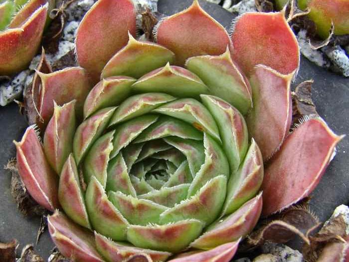 heuffelii (glabrum) from Galičica, Typ A, PH1798