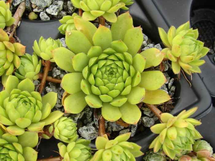 rupicolum from Livigno