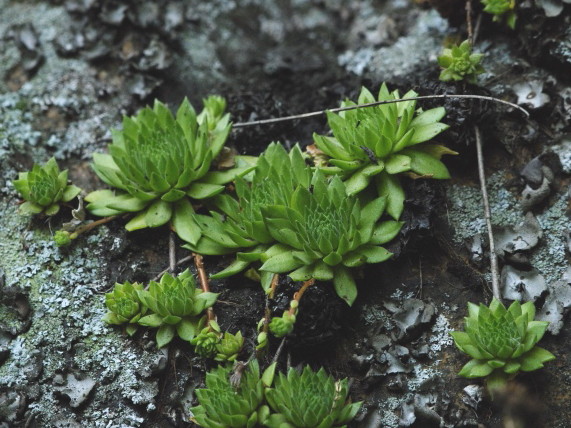 montanum ssp. heterophyllum from Kraľovany, Zusammenfluss