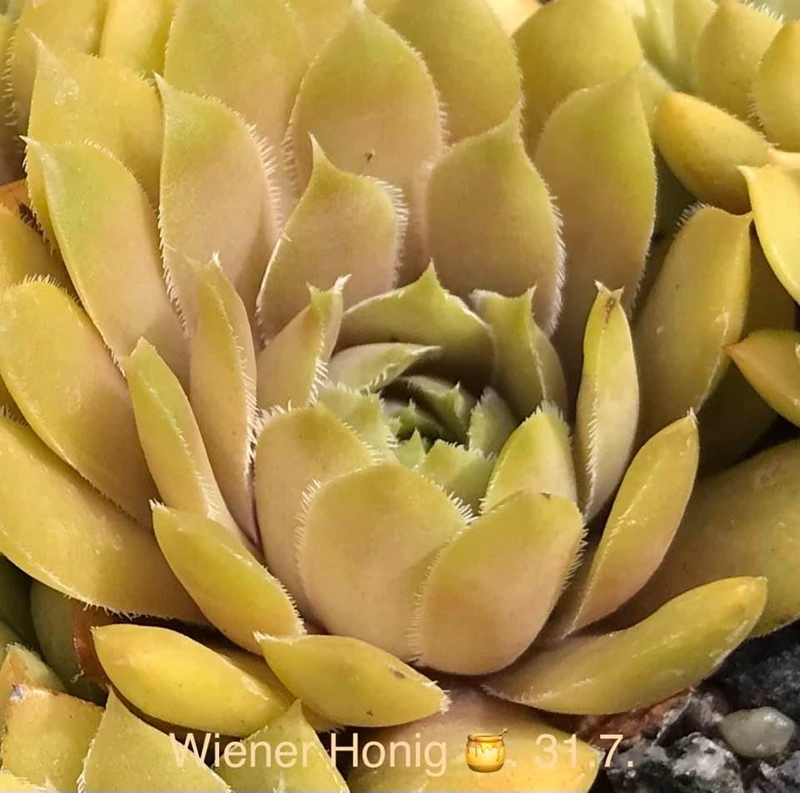 Wiener Honig