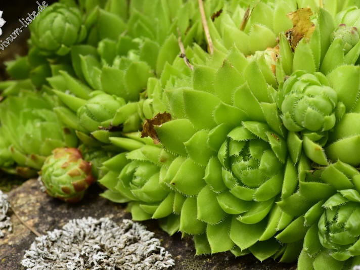 globiferum ssp. globiferum from Rejštejn