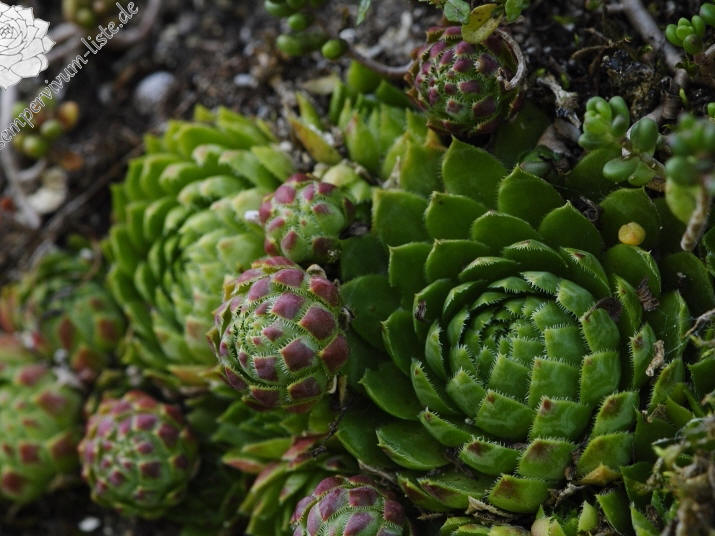 globiferum ssp. globiferum from Rabí, unter der Burgruine