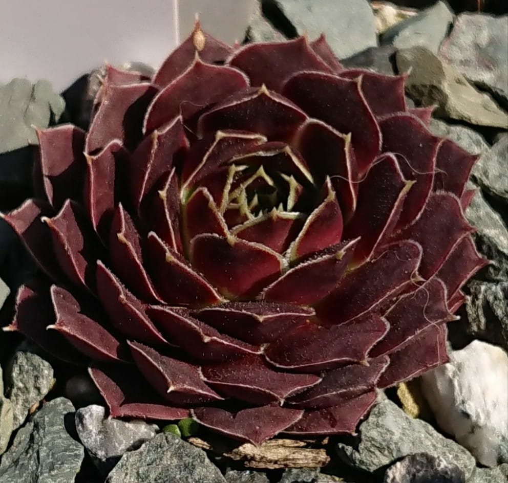 Injen