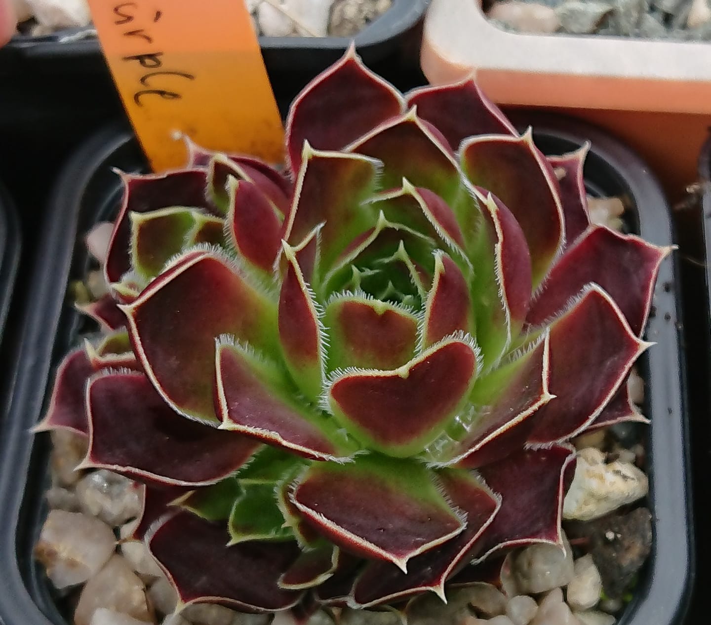 Korspel Purple