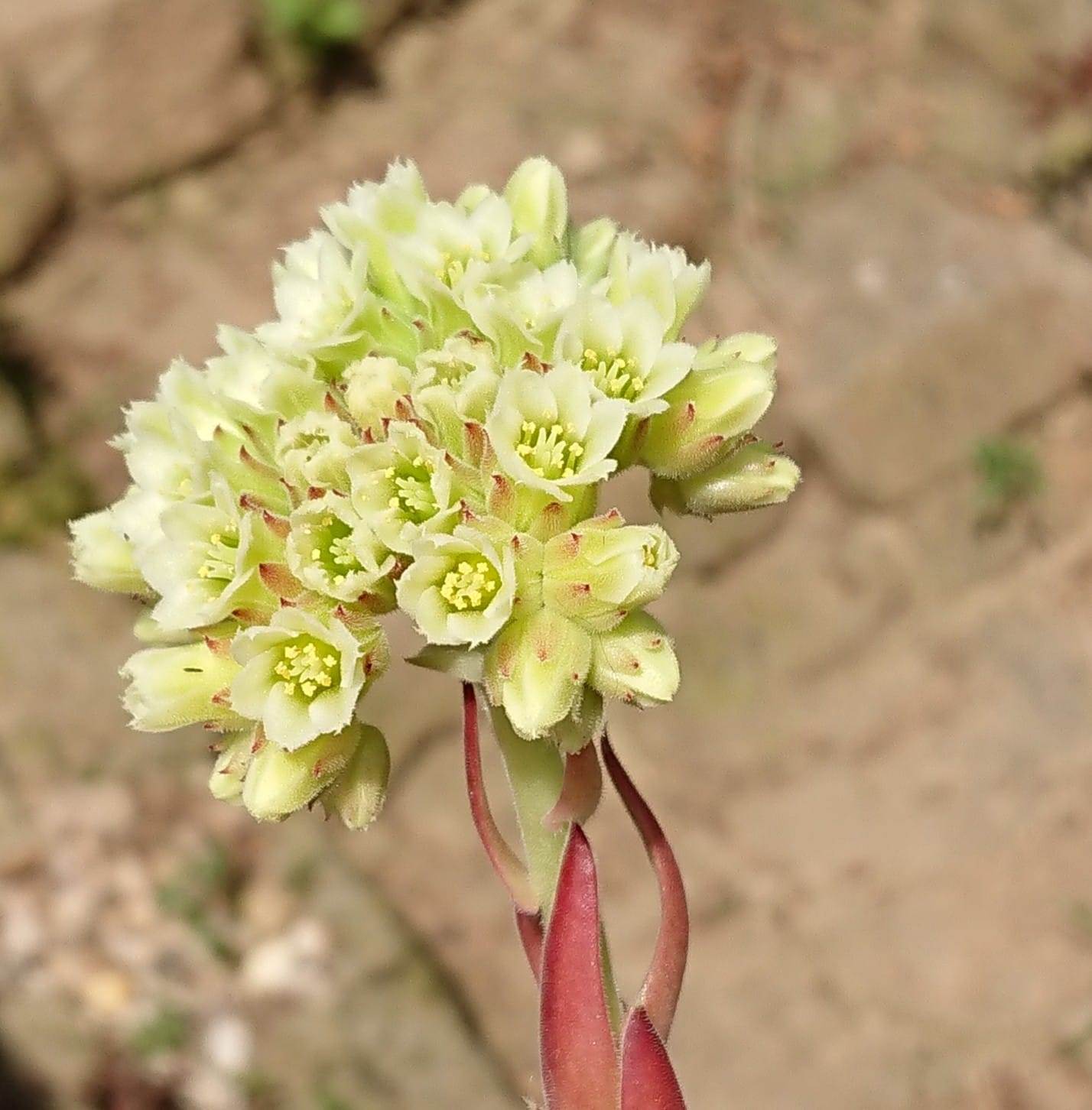 Korspelse Gipsy Rose
