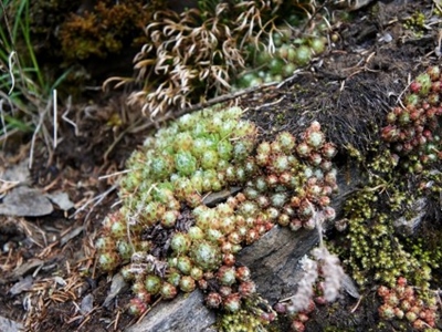 arachnoideum