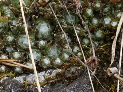 s. arachnoideum