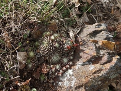 arachnoideum eisacktal garn