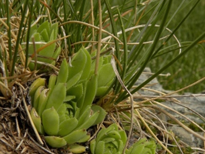 Titelbild tectorum