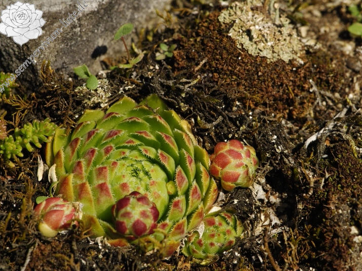 globiferum ssp. globiferum from  Rabí (Březina SW) 