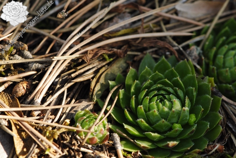 globiferum ssp. globiferum from Rabí (Všech svatých, Kapelle) 