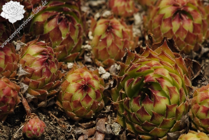 marmoreum ssp. matricum from Kováčovské kopce (Skaly) 