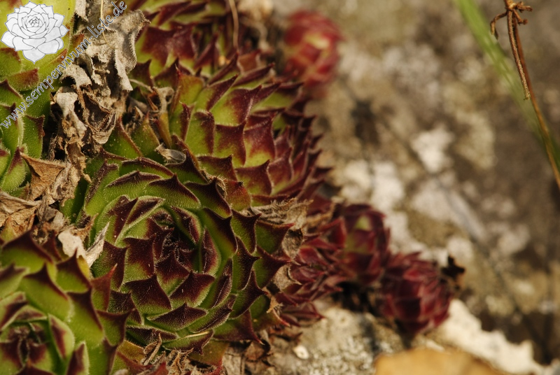marmoreum ssp. matricum from Kesztölc, Kétágú-hegy