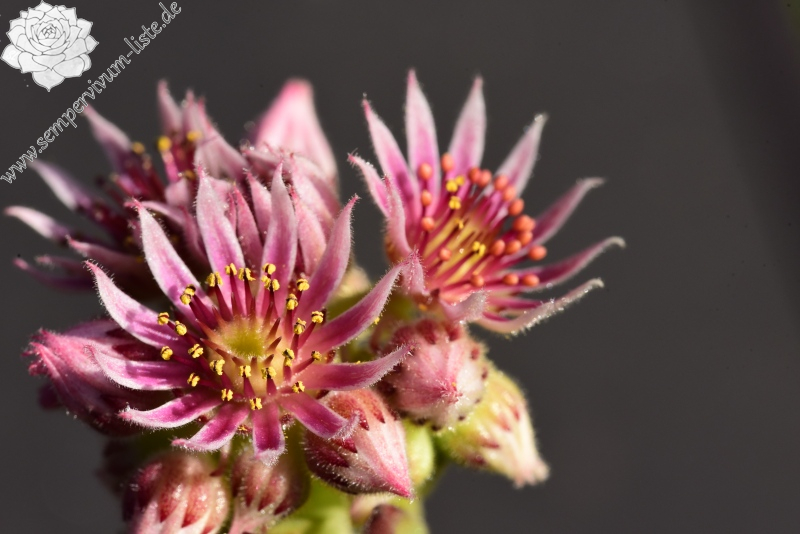 marmoreum ssp. matricum from Szent Mihály-hegy SW