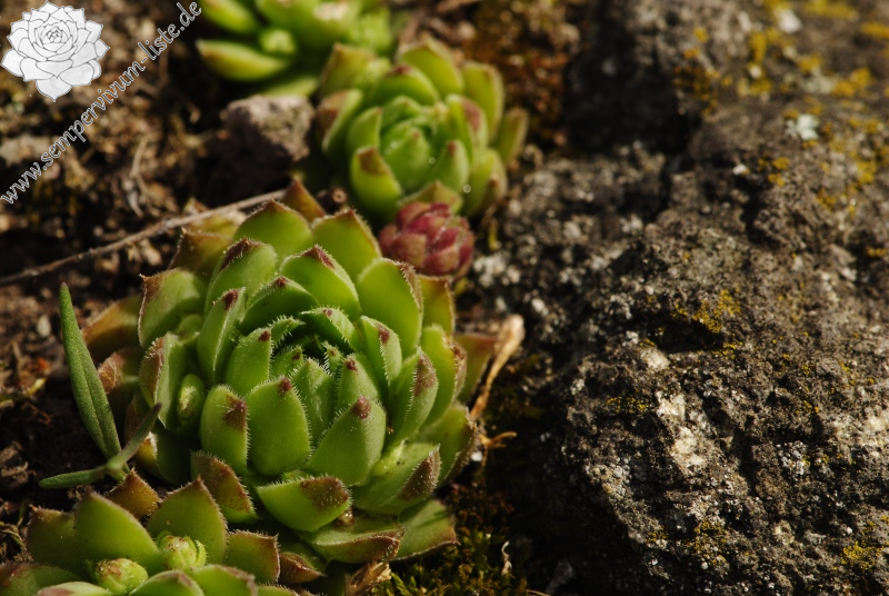 globiferum ssp. hirtum (hirtum) from Vadálló-kövek