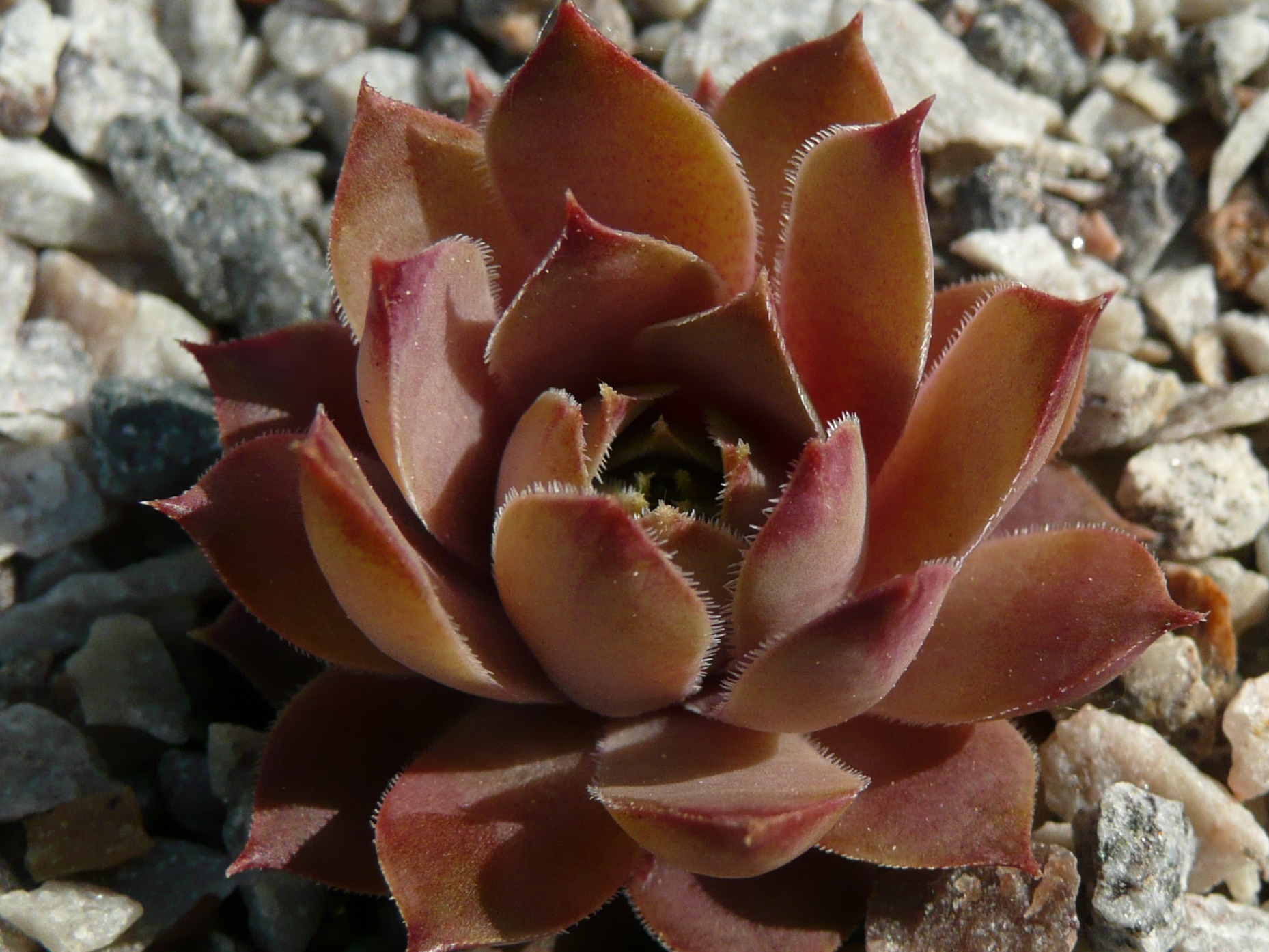 Lichtblick
