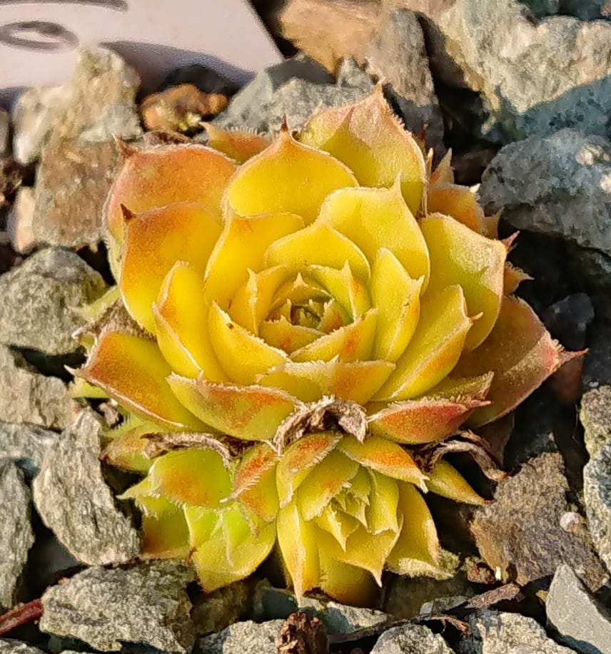 Amarillo