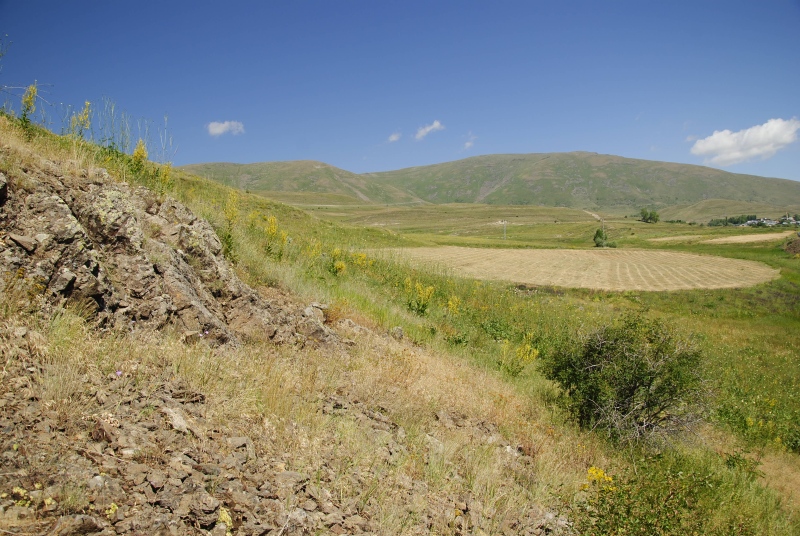 davisii cf. from Karagöbek, S