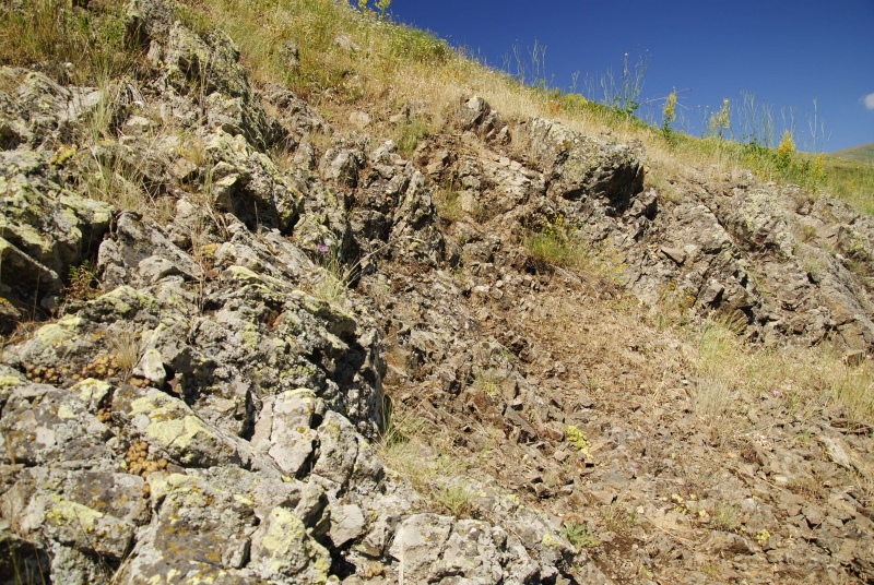 davisii cf. from Karagöbek, S