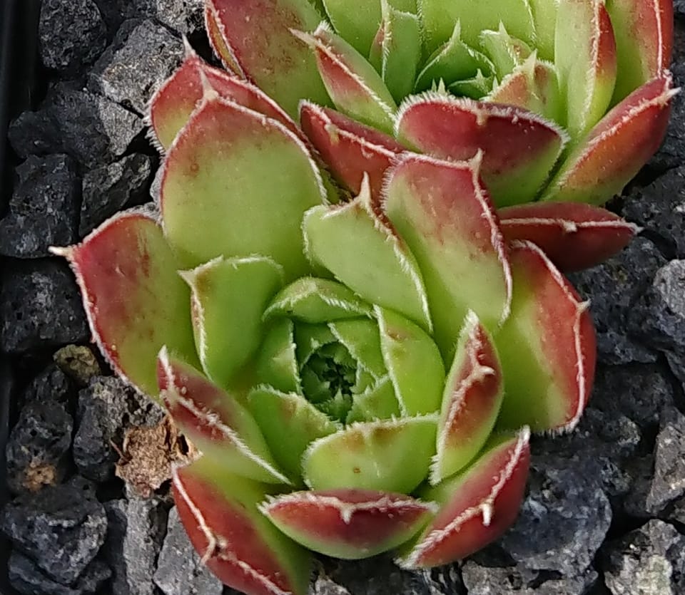 Draco
