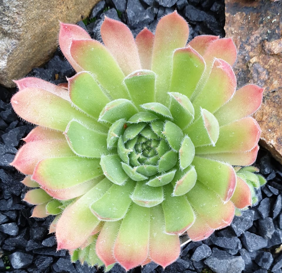 Flavia