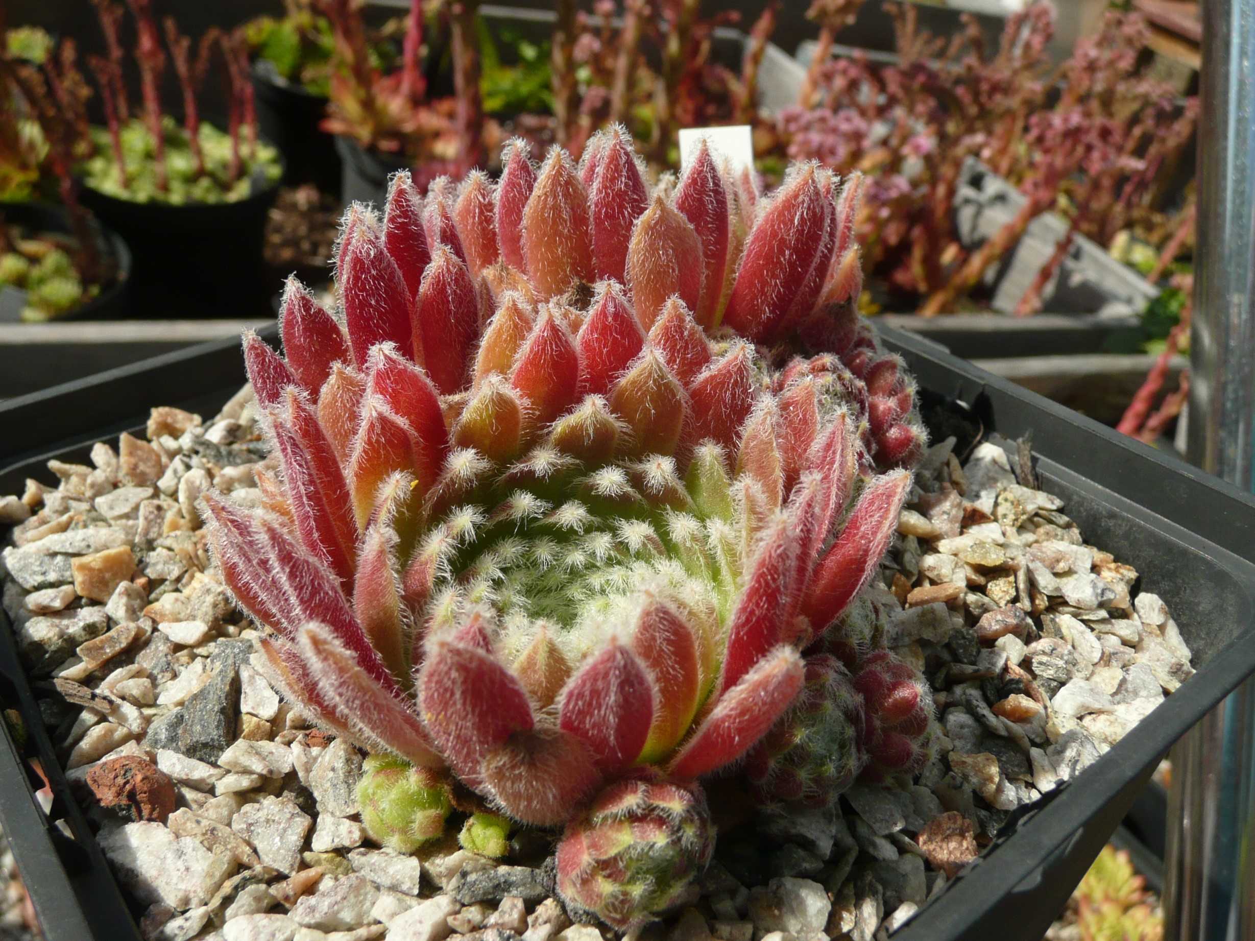 Velvet Touch