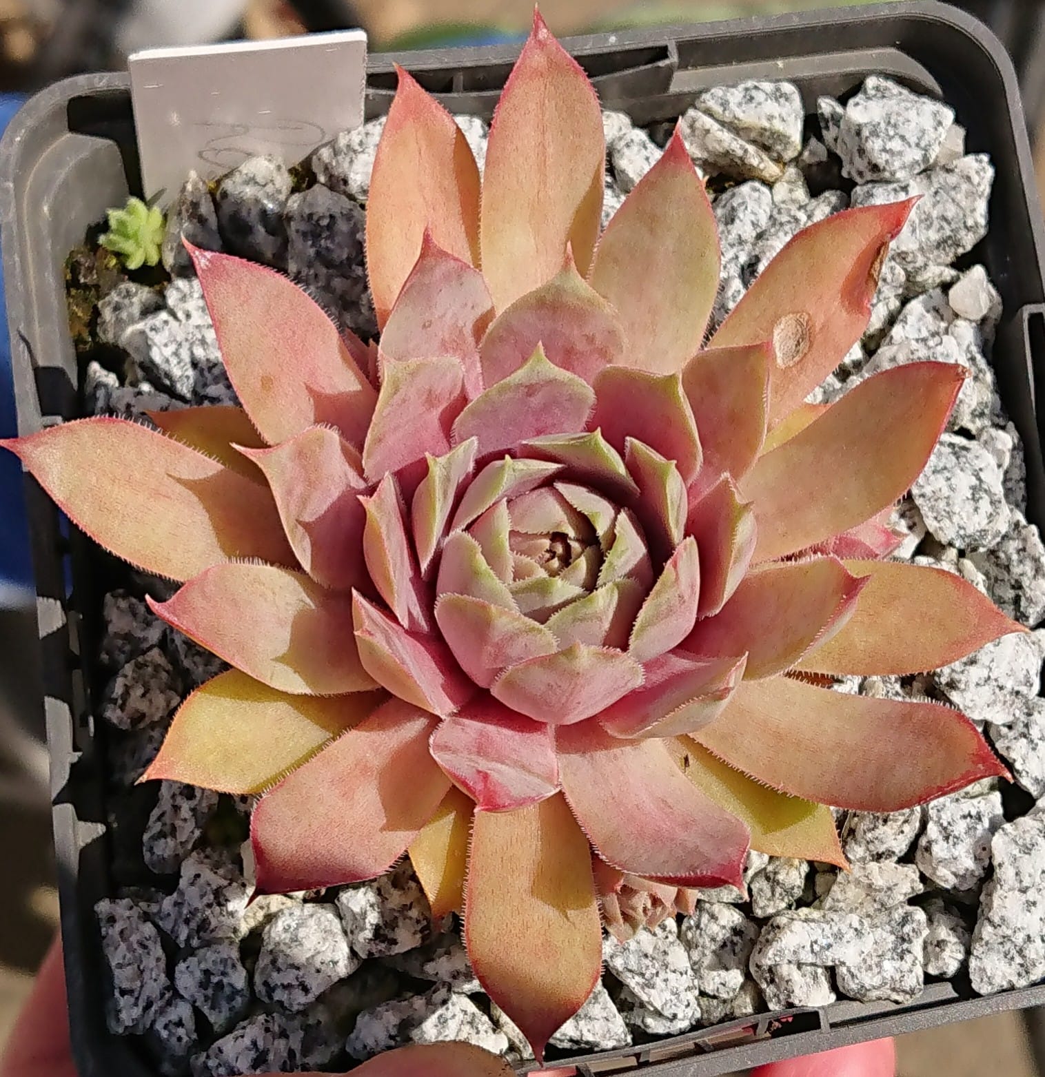 Rosa Wolken