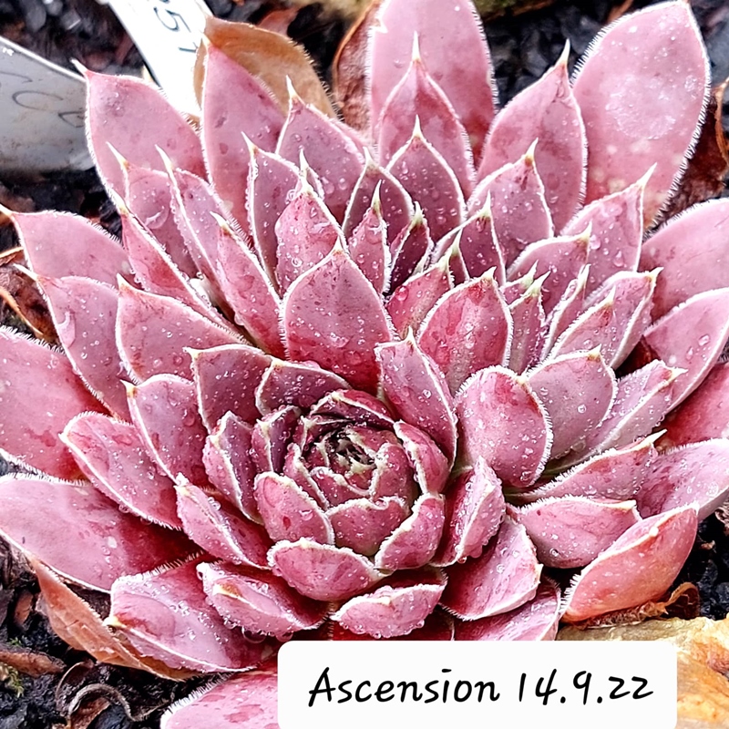 Ascension / Jovi