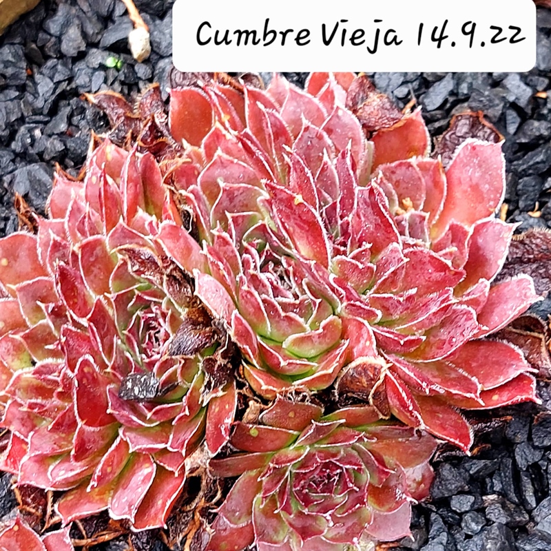 Cumbre Vieja / Jovi