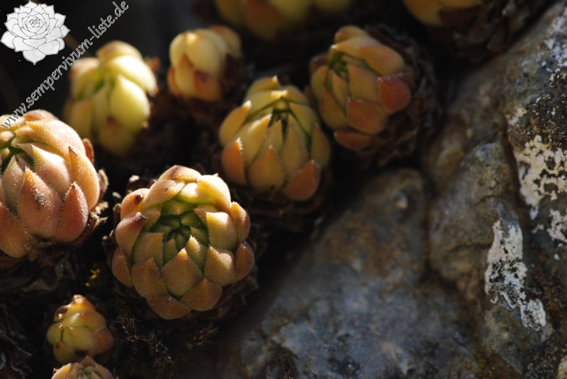 herfriedianum from Yaylalar, 4 km O