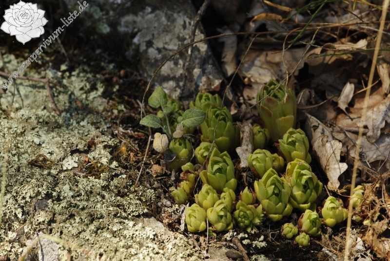 davisii x S. staintonii cf. from Hamamli, SW Rand