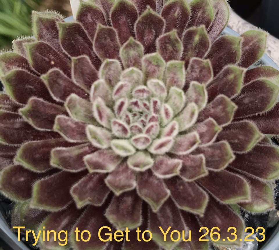 Trying to Get to You