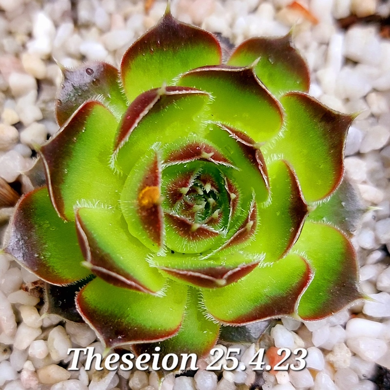 Theseion / Jovi