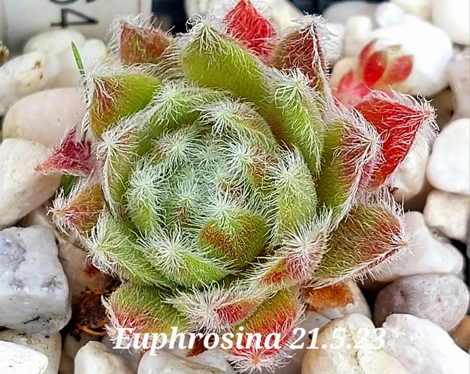 Euphrosina